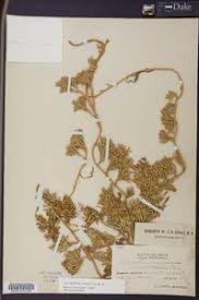 Attēlu rezultāti vaicājumam “Diphasium complanatum”