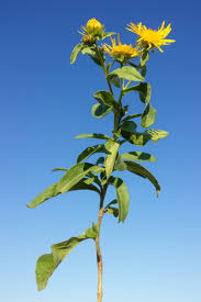 Attēlu rezultāti vaicājumam “Inula britannica”