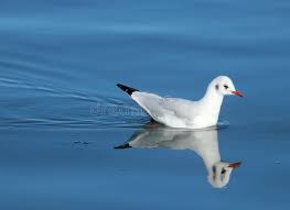 Attēlu rezultāti vaicājumam “Larus ridibundus adult”