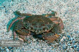 Image result for Eriphia verrucosa