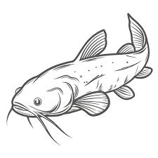 Image result for Ameiurus catus