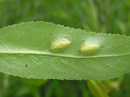 Attēlu rezultāti vaicājumam “Pontania proxima”