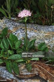 Attēlu rezultāti vaicājumam “Valerianaceae”