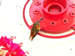 Image result for pheega