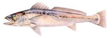 Image result for Argyrosomus coronus