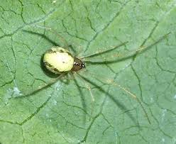 Attēlu rezultāti vaicājumam “Neottiura bimaculata female”