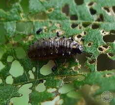 Attēlu rezultāti vaicājumam “Linaeidea aenea”