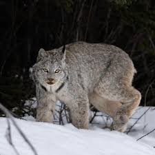 Attēlu rezultāti vaicājumam “Lynx lynx”