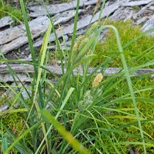 Attēlu rezultāti vaicājumam “Carex limosa fruit”