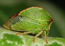 Attēlu rezultāti vaicājumam “Membracidae”