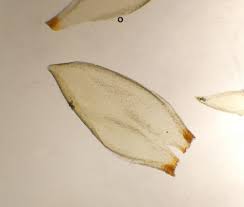 Attēlu rezultāti vaicājumam “Pleurozium schreberi sporophyte”