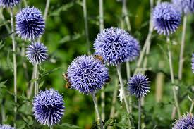 Image result for Blaudistel