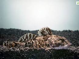 Image result for Myoxocephalus scorpius