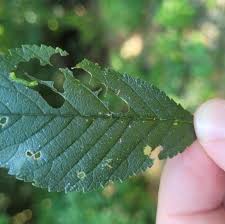Attēlu rezultāti vaicājumam “Lycogala asperum sessile”