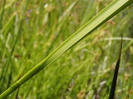 Attēlu rezultāti vaicājumam “Carex pseudocyperus male flower”
