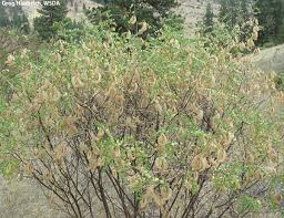 Image result for Colutea x media (arborescens x orientalis)