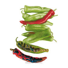 Afbeeldingsresultaat voor numex chimayo hot pepper