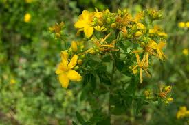 Image result for Hypericum perforatum