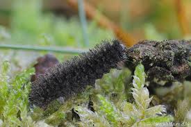 Attēlu rezultāti vaicājumam “Cybosia mesomella”