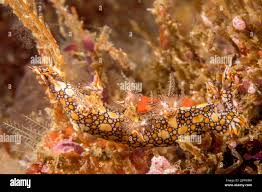 ผลการค้นหารูปภาพสำหรับ Bornella Anguilla