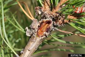 Attēlu rezultāti vaicājumam “Retinia resinella pupa”