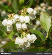 Attēlu rezultāti vaicājumam “Vaccinium myrtillus flower”