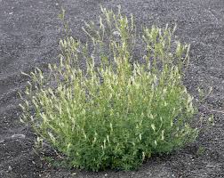 Attēlu rezultāti vaicājumam “Melilotus albus”