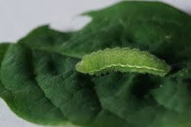 Attēlu rezultāti vaicājumam “Plebejus argyrognomon”