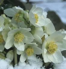 Attēlu rezultāti vaicājumam “Helleborus niger flower”