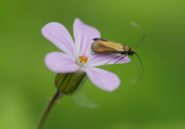 Attēlu rezultāti vaicājumam “Cauchas rufimitrella”