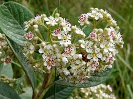 Attēlu rezultāti vaicājumam “Cotoneaster multiflorus leaf”