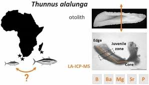 Image result for Thunnus alalunga