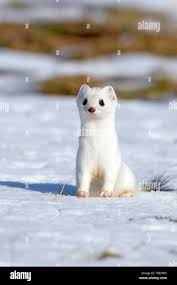 Attēlu rezultāti vaicājumam “Mustela erminea”