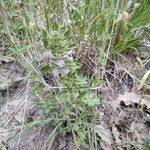 Attēlu rezultāti vaicājumam “Acinos arvensis leaf”