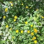 Attēlu rezultāti vaicājumam “Ranunculus lanuginosus flower”