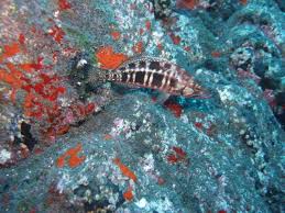 Image result for Serranus atricauda