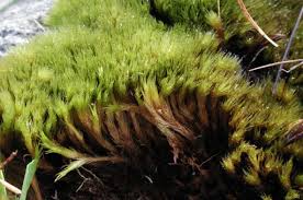 Attēlu rezultāti vaicājumam “Campylopus pyriformis”