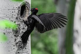 Attēlu rezultāti vaicājumam “Dryocopus martius”