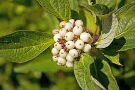 Attēlu rezultāti vaicājumam “Cornus sericea fruit”