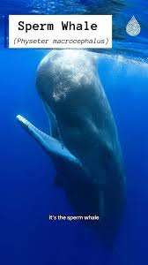 Image result for Physeter macrocephalus