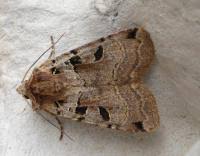 Attēlu rezultāti vaicājumam “Xestia triangulum”