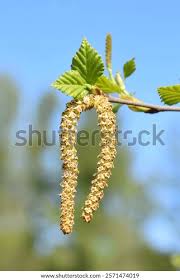Attēlu rezultāti vaicājumam “Betula pendula flower”