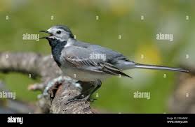 Attēlu rezultāti vaicājumam “Motacilla alba adult”