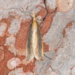 Attēlu rezultāti vaicājumam “Donacaula mucronella”