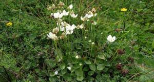 Attēlu rezultāti vaicājumam “Parnassia palustris fruit”