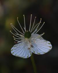 Attēlu rezultāti vaicājumam “Parnassiaceae”
