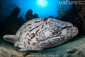 Image result for Epinephelus tukula