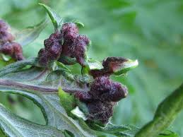 Attēlu rezultāti vaicājumam “Aphis confusa”