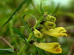 Attēlu rezultāti vaicājumam “Melampyrum pratense flower”