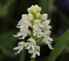 Attēlu rezultāti vaicājumam “Orchis ustulata”